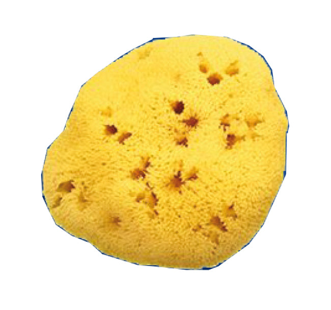 NAT SPONGE HOLES L 8/9 5 CM