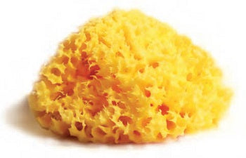 MEDITERRANEAN NATURAL SPONGE UNIVERSITY LABORATORIES 12