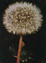 TSA TARAXACUN OFFICINALIS 50 ML