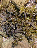 TSA FUCUS VESICULOSUS 50 ML